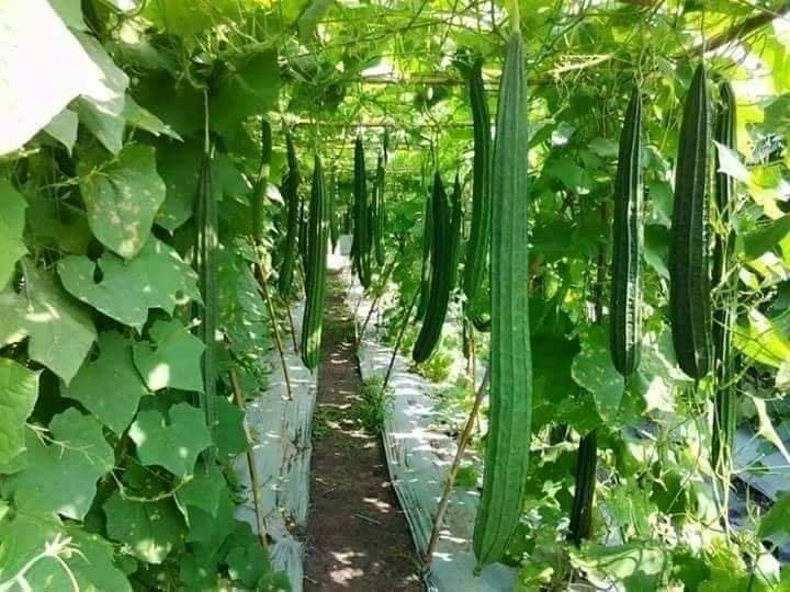 Healthy living soil organic farming