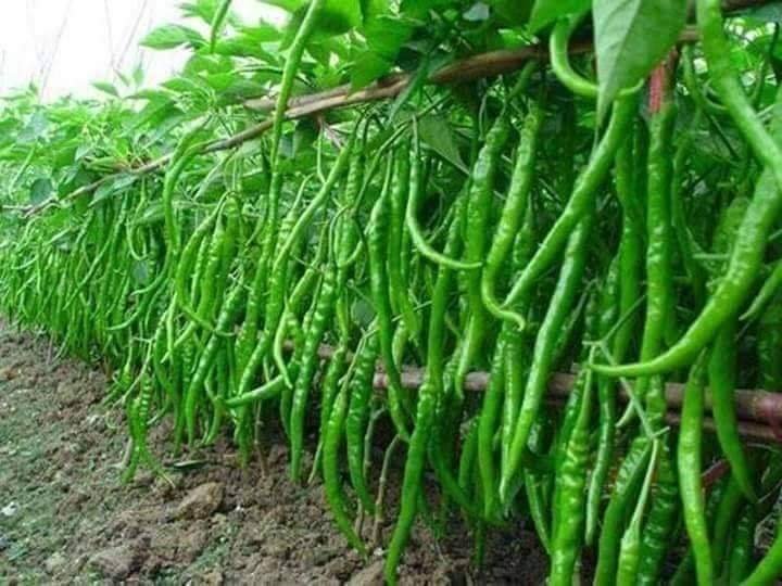 Mixed diversified farming intercropping