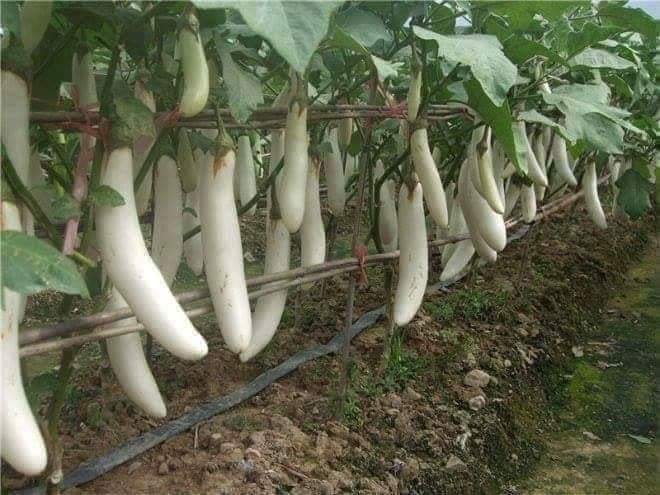 Vegetable cultivation