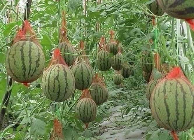Farm produce