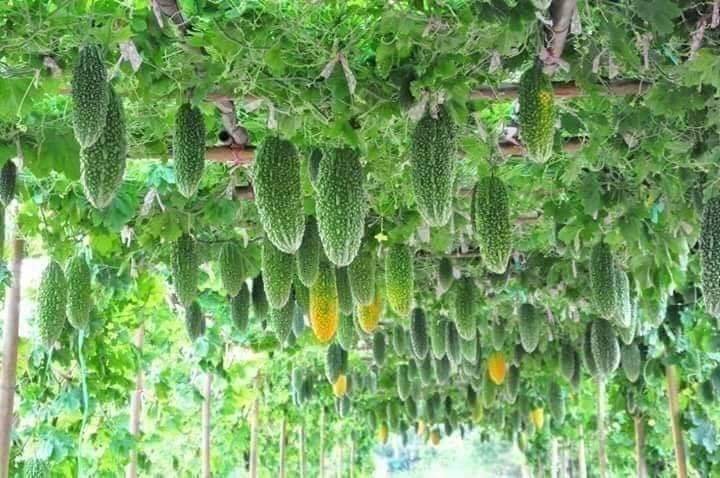 Organic guava
